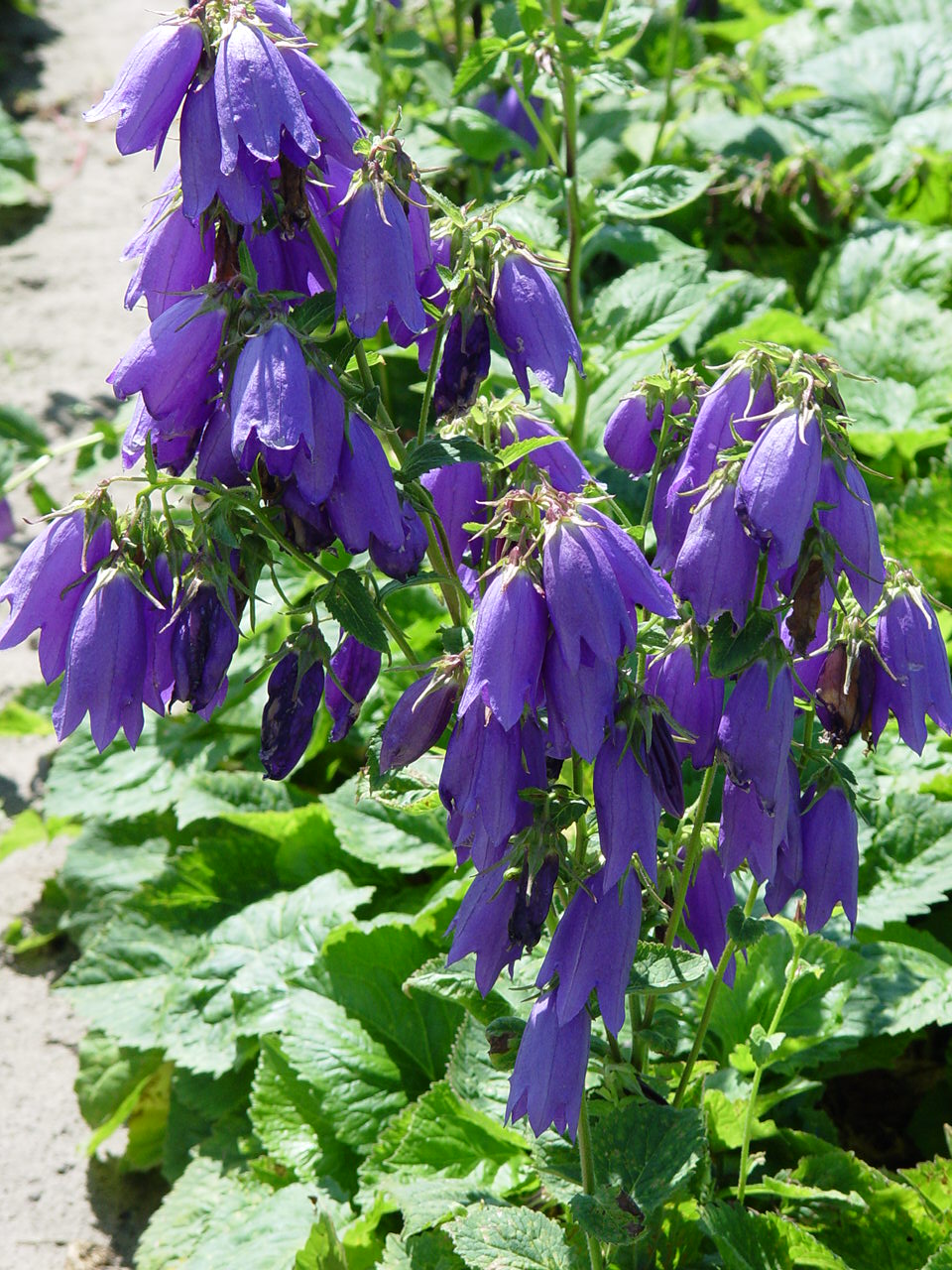 Campanula punctata 'Kent Belle'